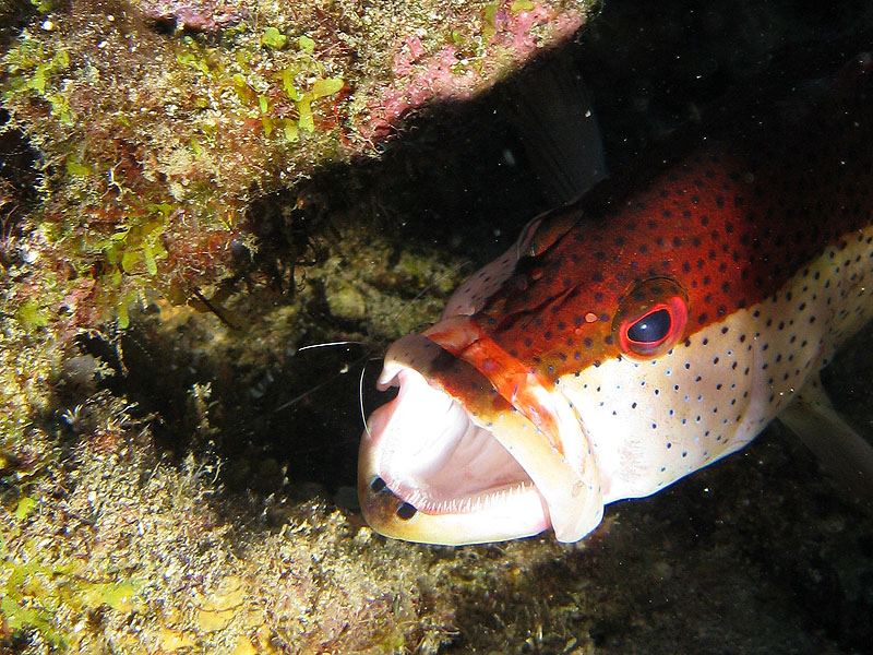 Réserve Cousteau
