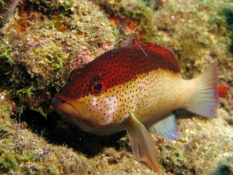 Réserve Cousteau