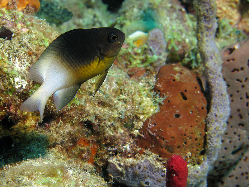 Réserve Cousteau
