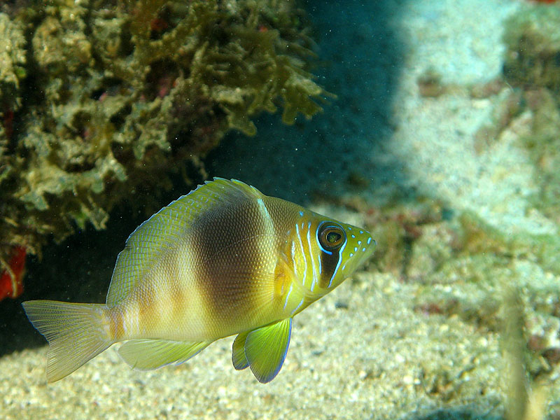 Réserve Cousteau