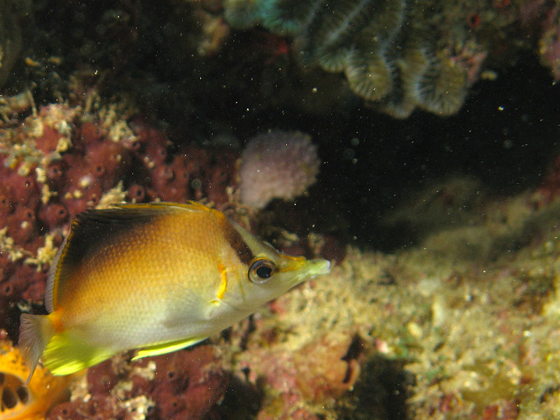 Réserve Cousteau