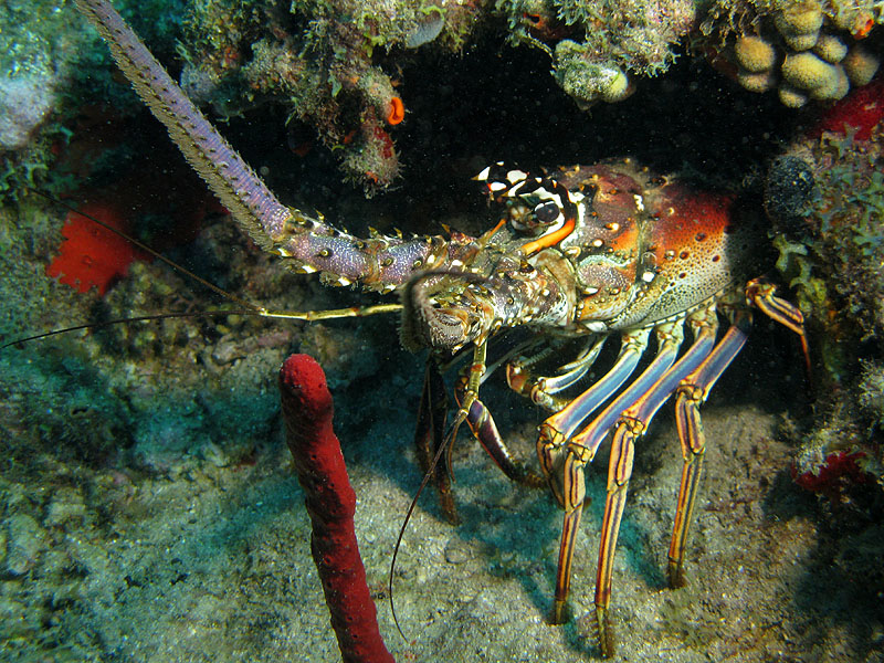Réserve Cousteau