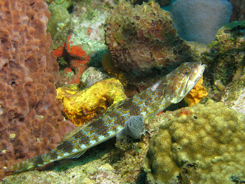 Réserve Cousteau