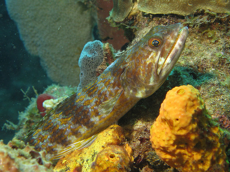 Réserve Cousteau