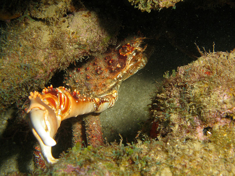 Réserve Cousteau