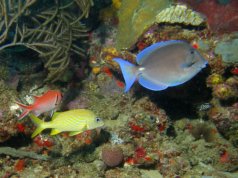 Réserve Cousteau