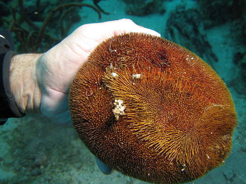 Réserve Cousteau