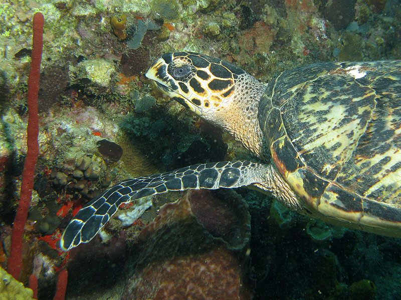 Réserve Cousteau