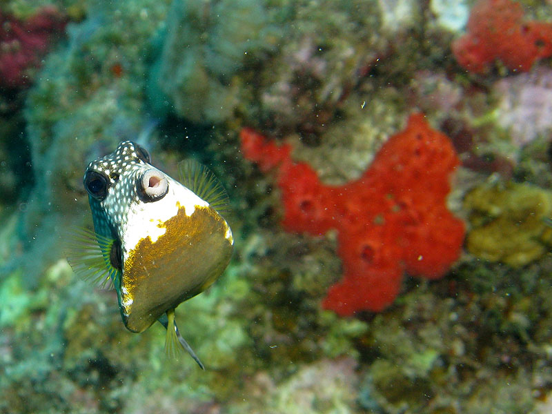 Réserve Cousteau