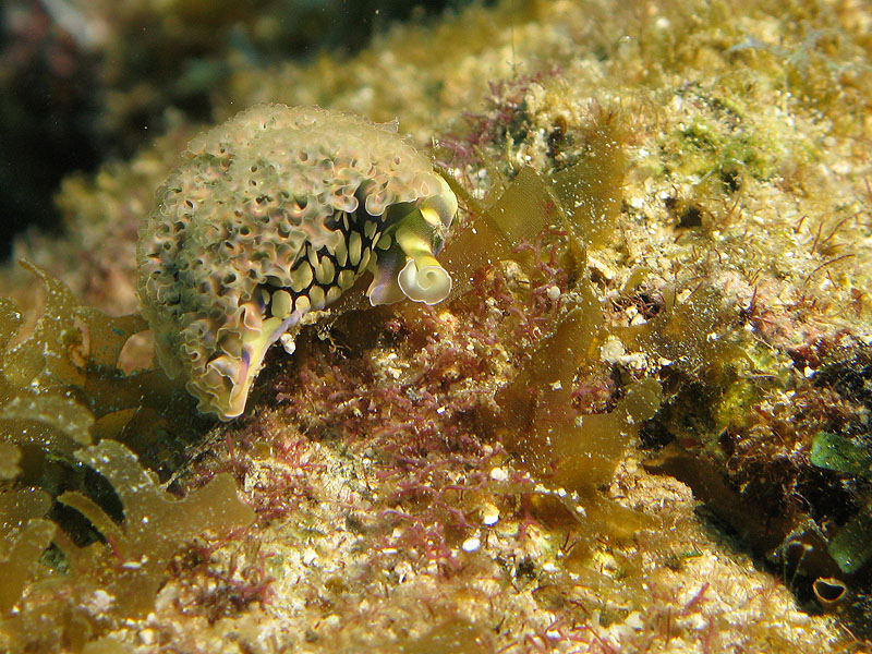 Réserve Cousteau