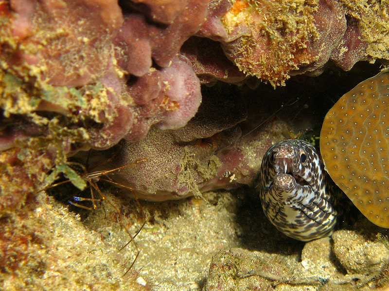 Réserve Cousteau