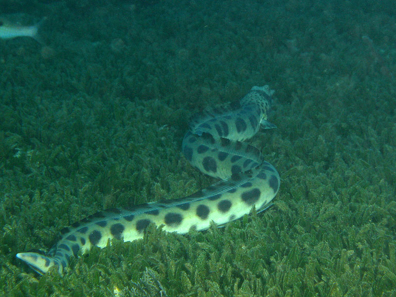 Réserve Cousteau