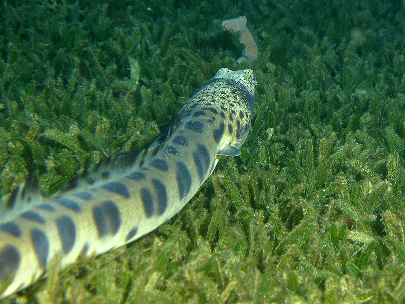 Réserve Cousteau
