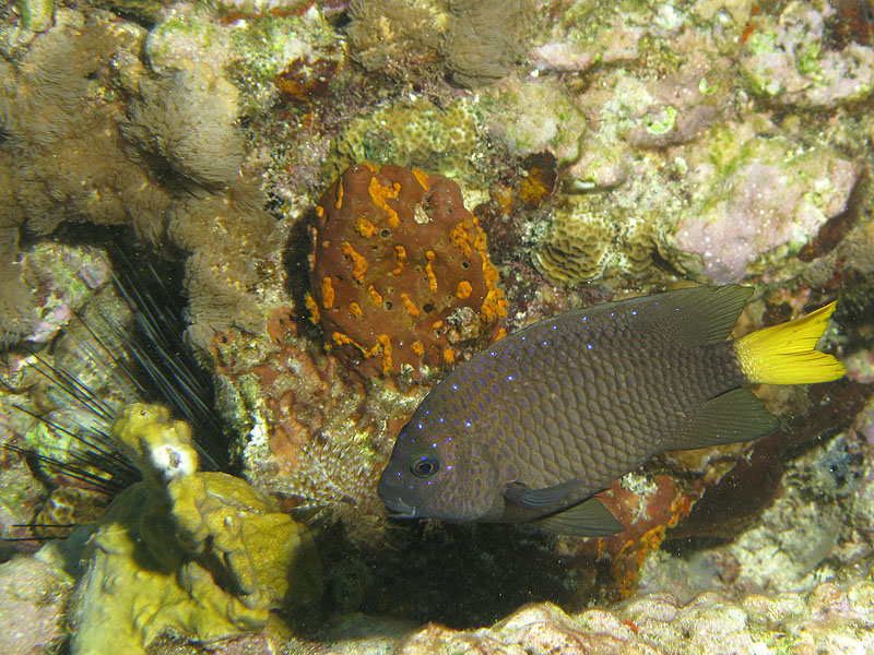 Réserve Cousteau