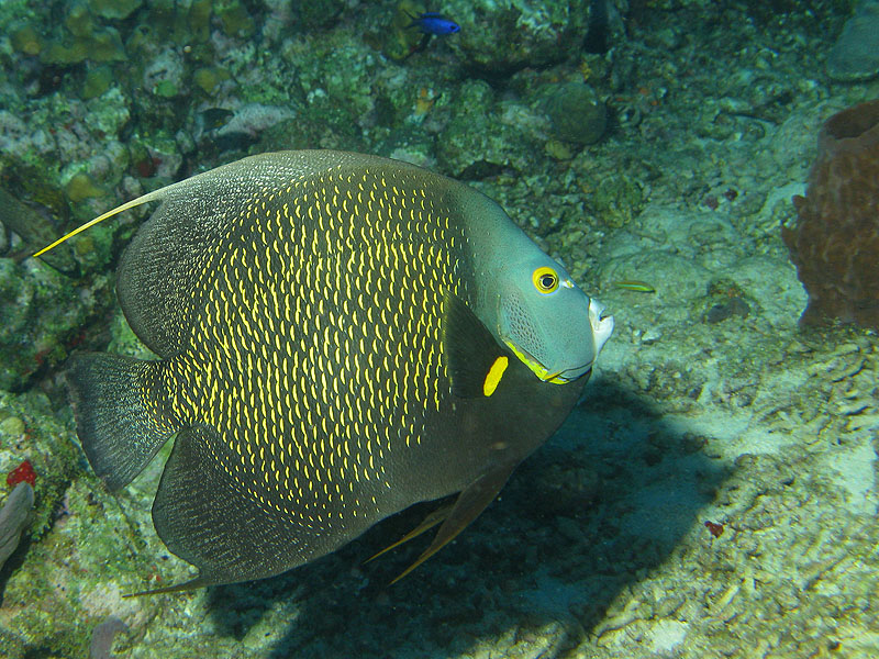 Réserve Cousteau