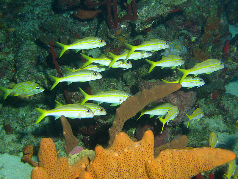 Réserve Cousteau
