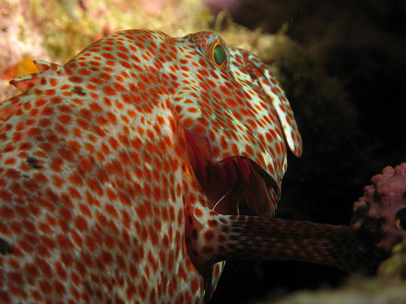 Réserve Cousteau