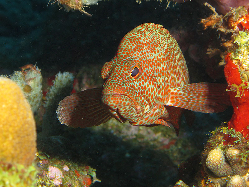 Réserve Cousteau