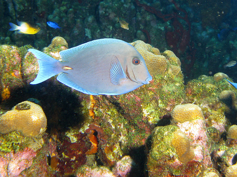 Réserve Cousteau