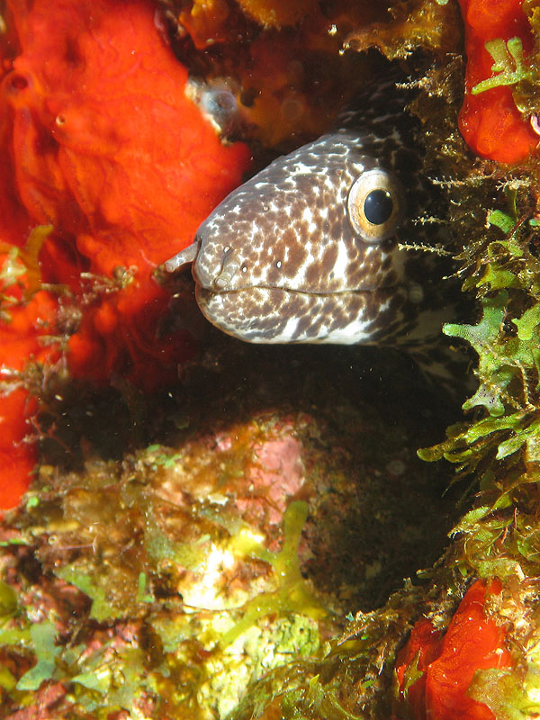 Réserve Cousteau