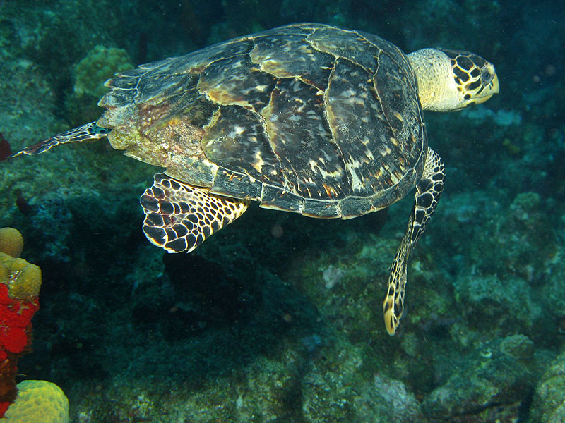 Réserve Cousteau