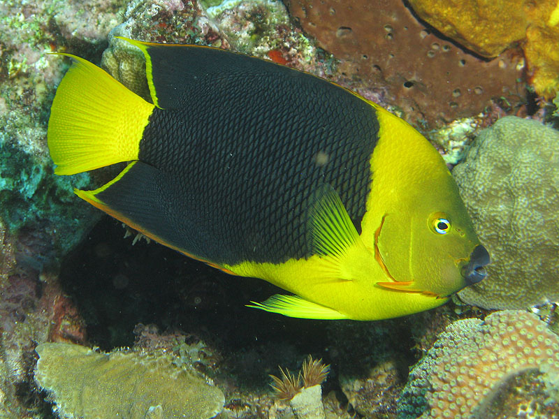 Réserve Cousteau
