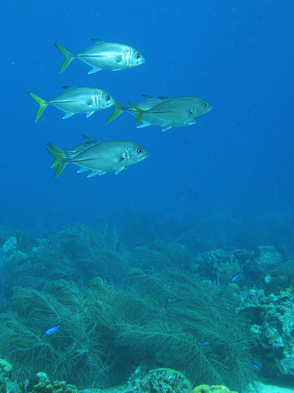 Réserve Cousteau