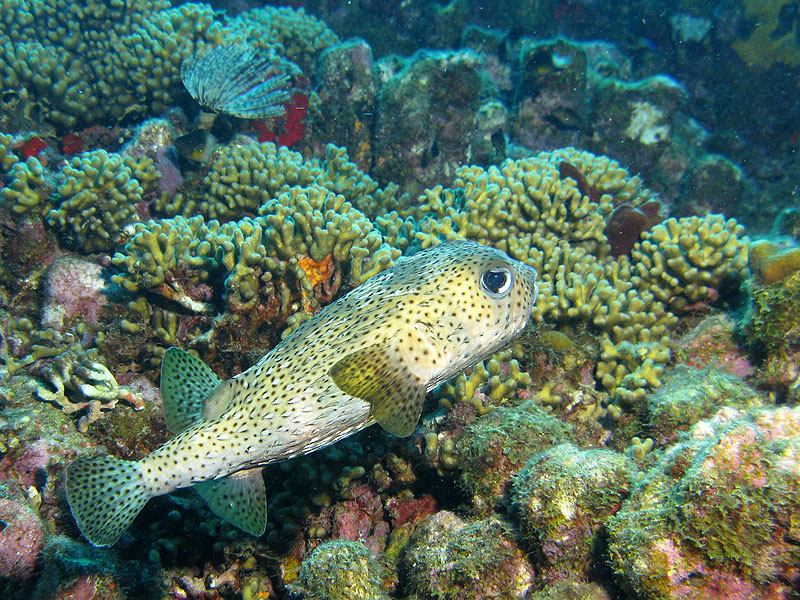 Réserve Cousteau