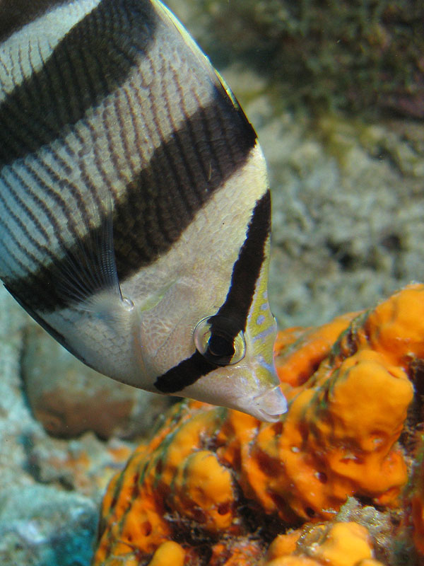 Réserve Cousteau