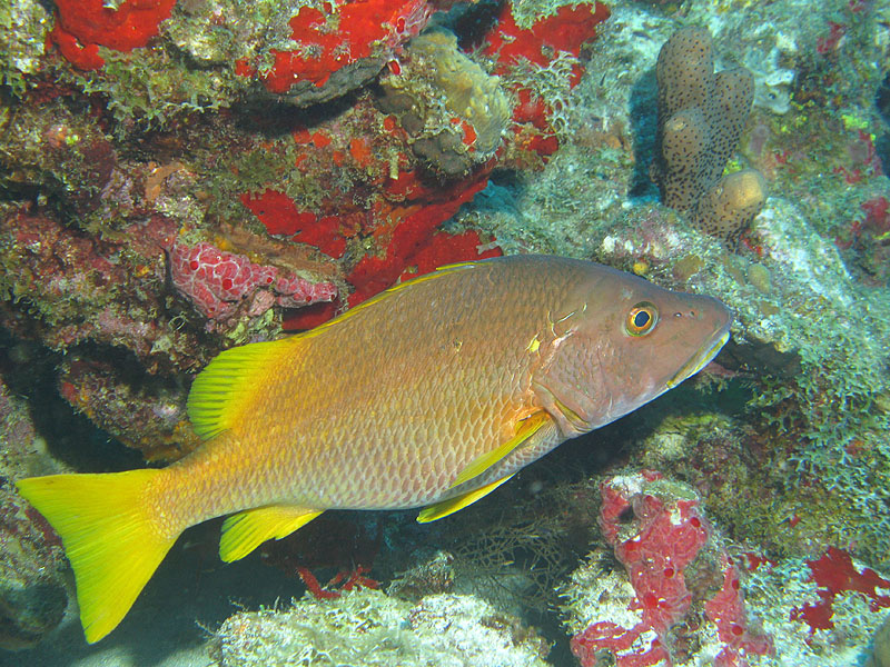 Réserve Cousteau