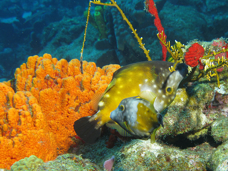 Réserve Cousteau