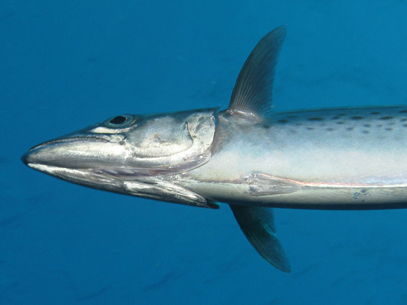 Réserve Cousteau