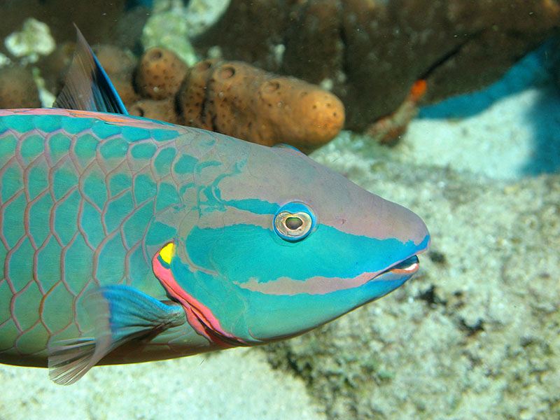 Réserve Cousteau