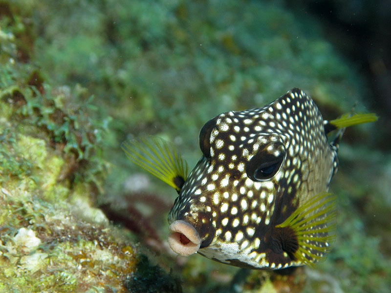 Réserve Cousteau