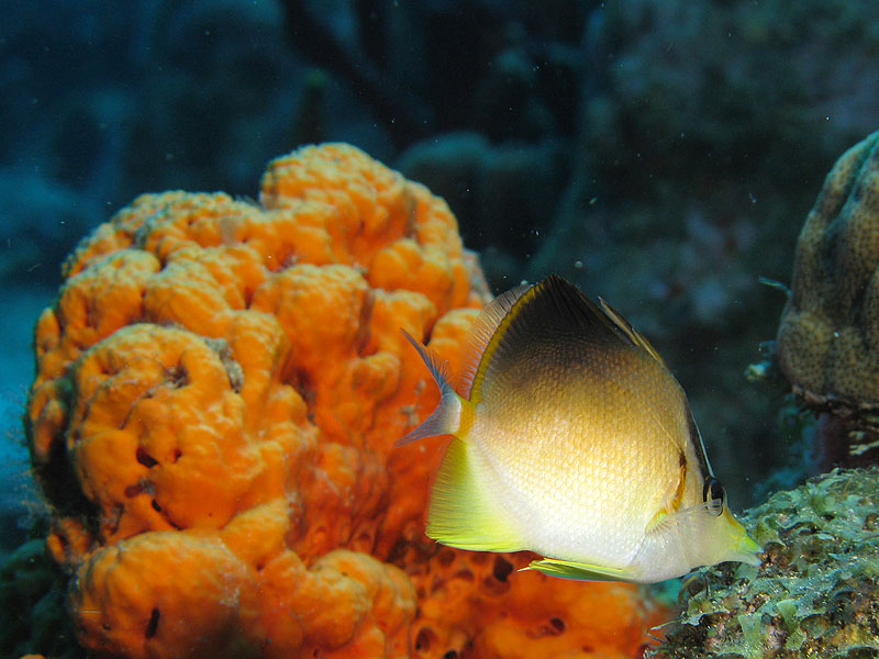Réserve Cousteau