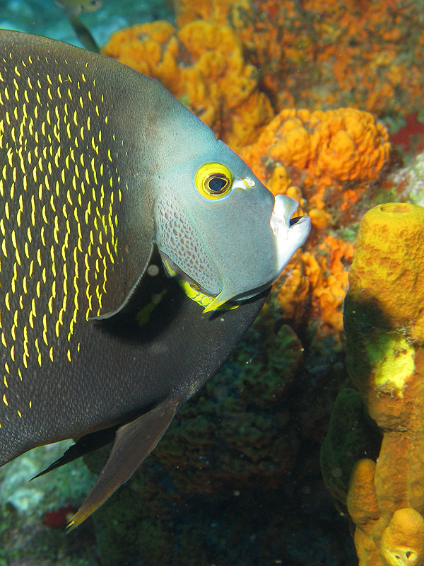 Réserve Cousteau