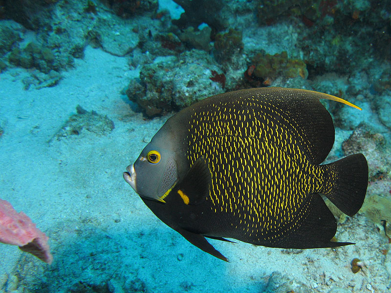 Réserve Cousteau