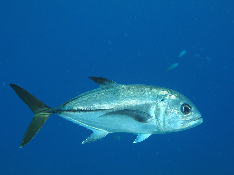 Réserve Cousteau