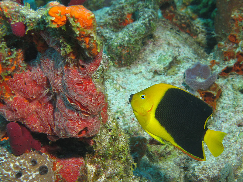 Réserve Cousteau