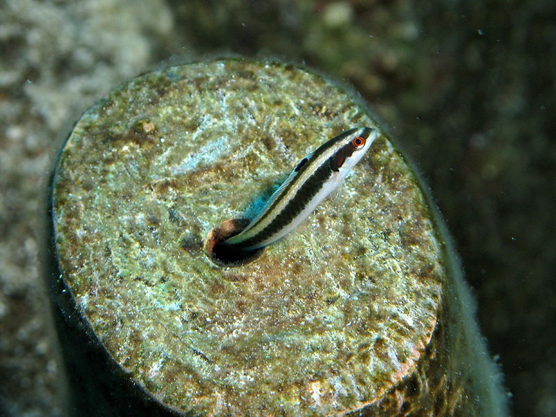 Réserve Cousteau