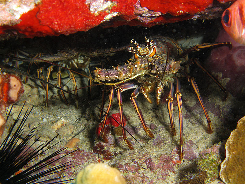 Réserve Cousteau