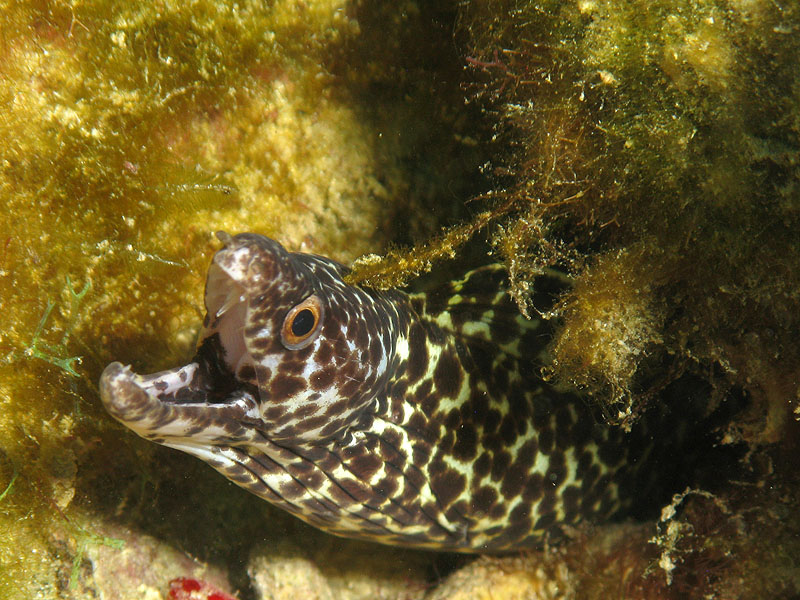 Réserve Cousteau