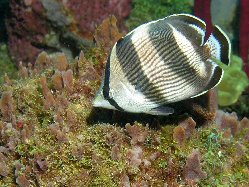 Réserve Cousteau