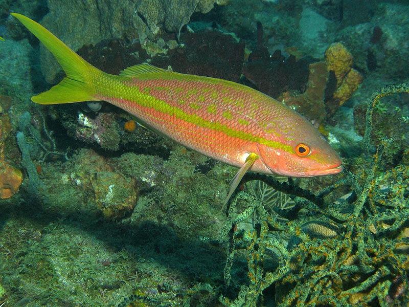 Réserve Cousteau