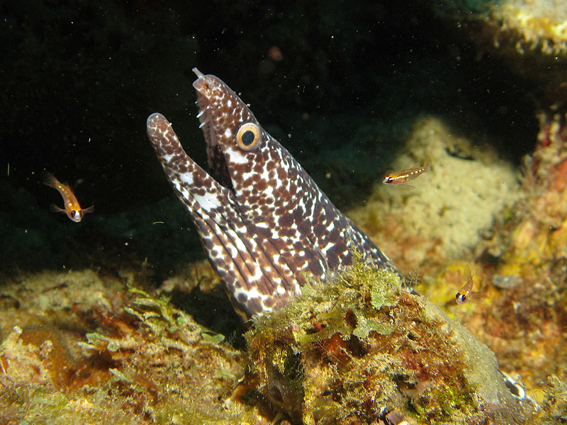 Réserve Cousteau