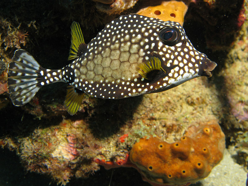 Réserve Cousteau
