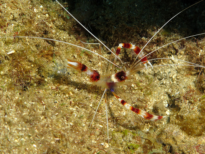 Réserve Cousteau