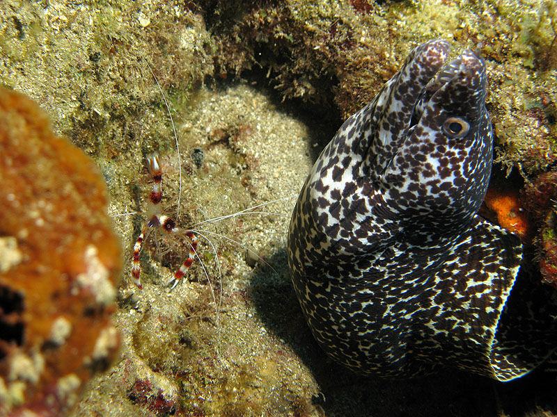 Réserve Cousteau