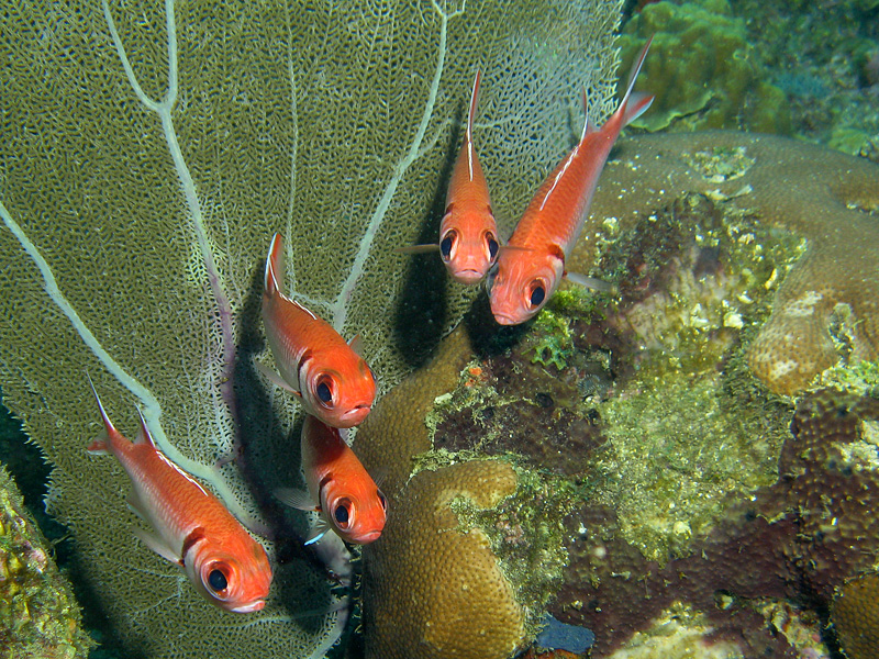 Réserve Cousteau