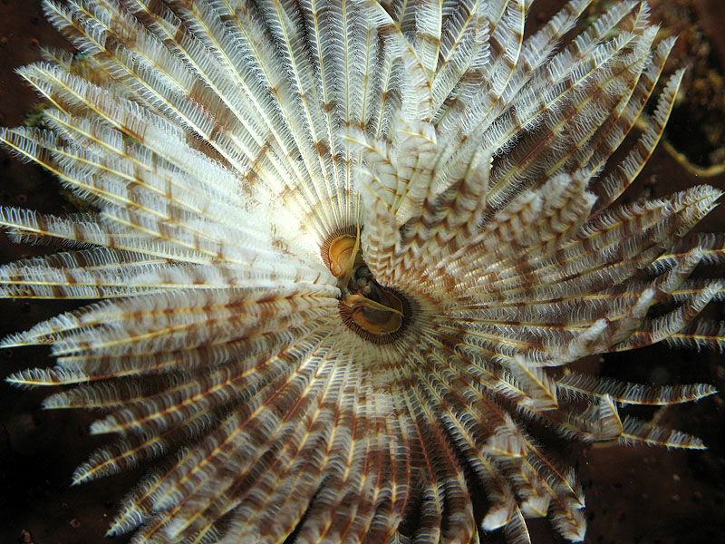Réserve Cousteau